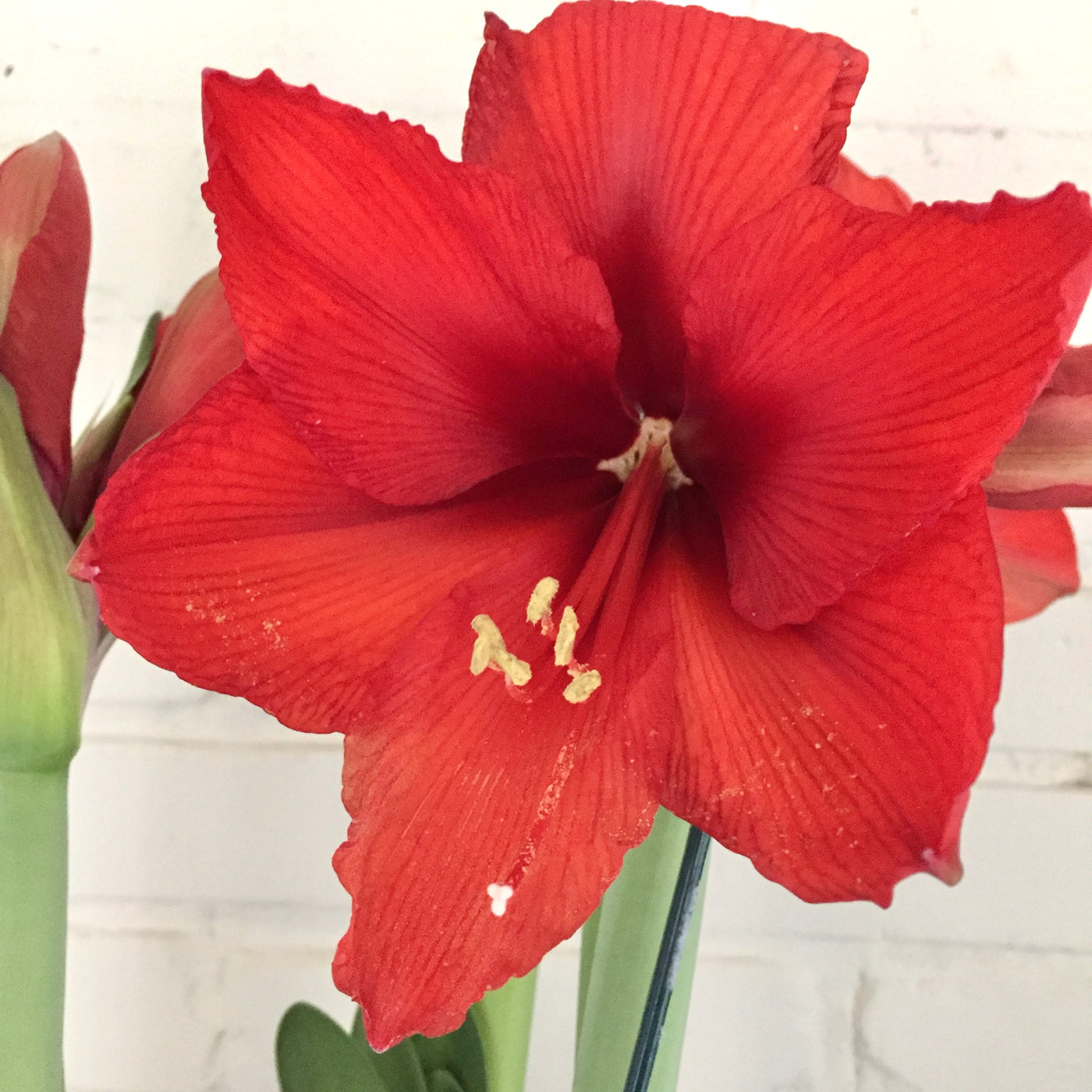 Potted Amaryllis, Orange Sovereign