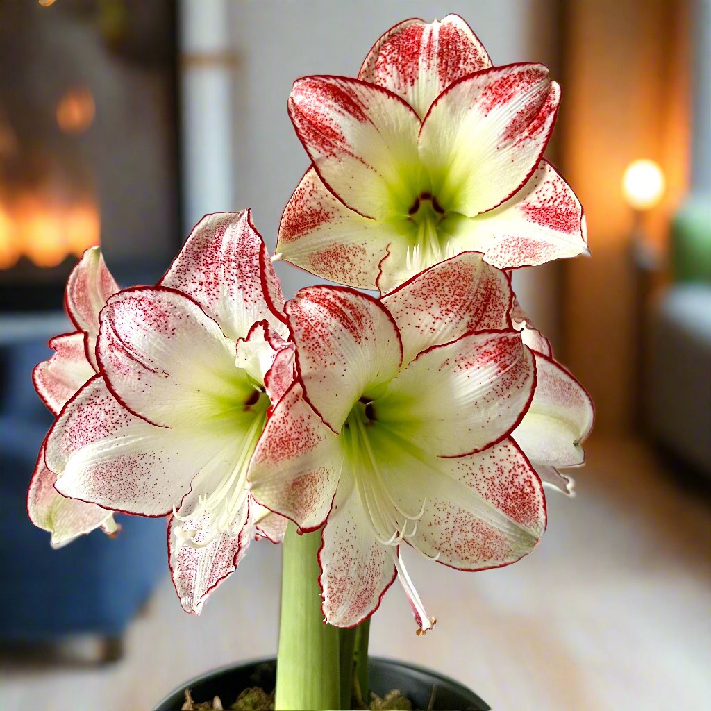 Amaryllis Red/White Striped Revelation Bulb, Extra Large