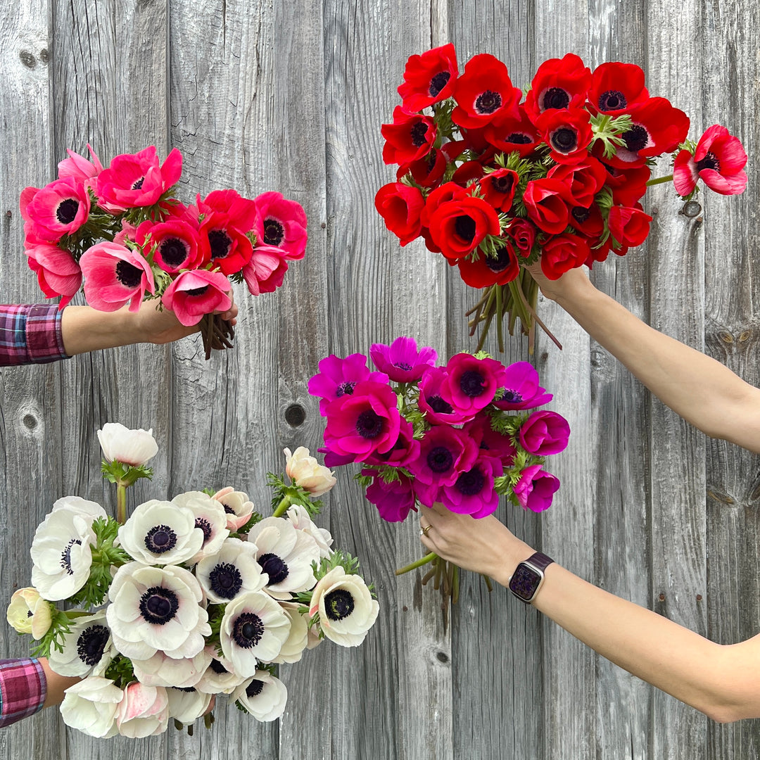 Anemones, Mixed Bunch