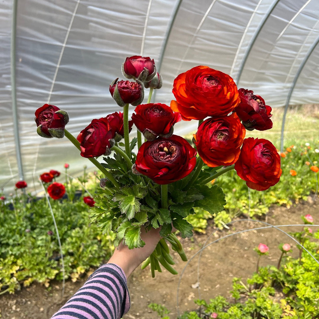 Chocolate Ranunculus Red Carolina Flowers Asheville