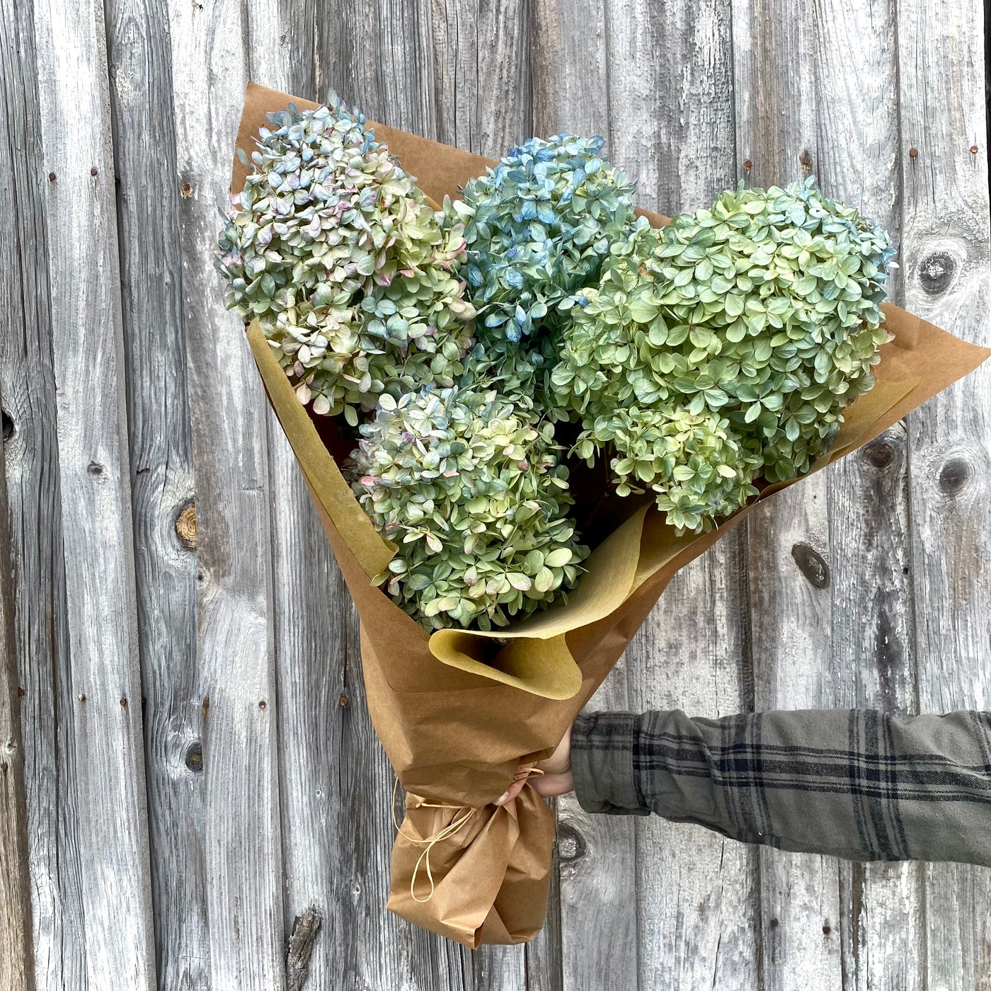 Dried Hydrangea, Blue