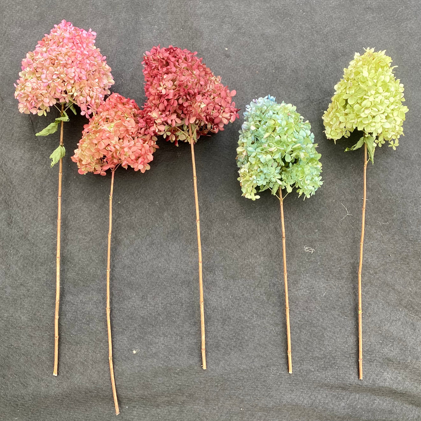 Dried Hydrangea, Mixed Case of 10 Stems