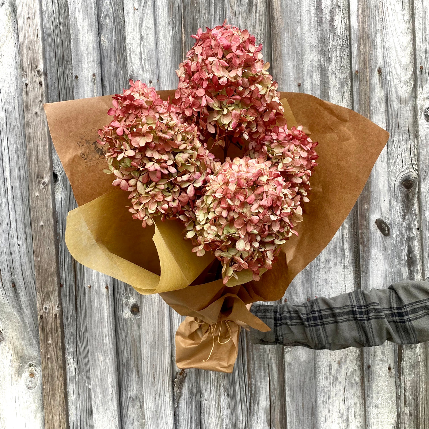 Dried Hydrangea, Dusty Rose