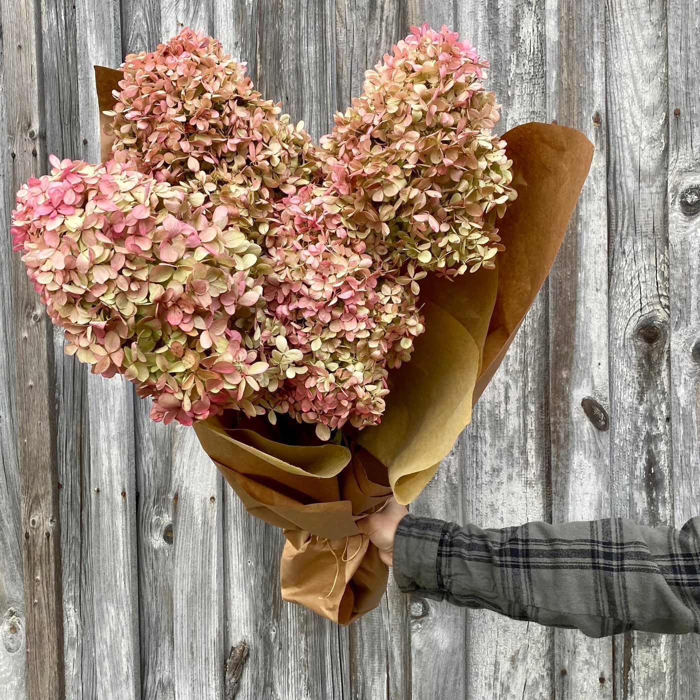 Dried Hydrangea, Powder Pink