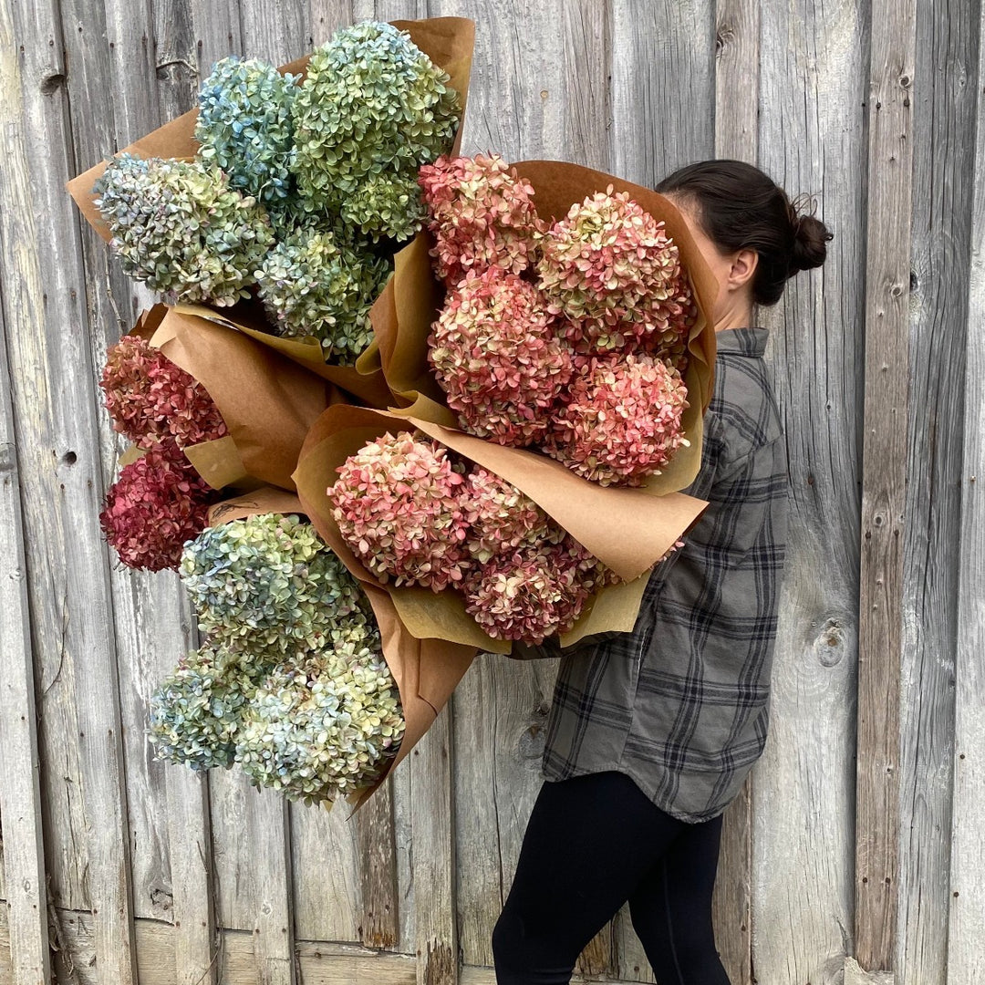 Dried Hydrangeas