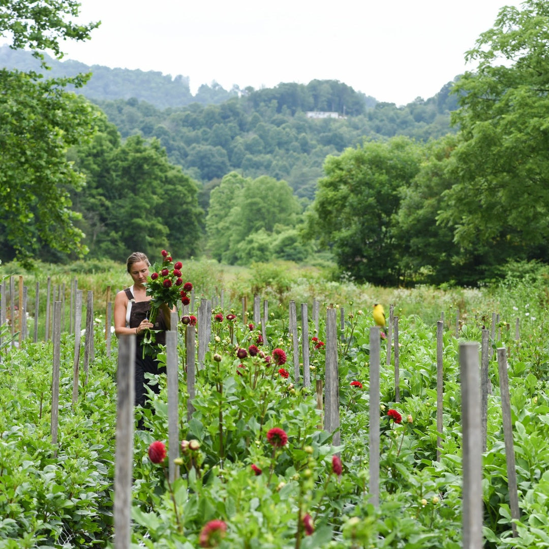 Flower Farm Tour Workshop Asheville