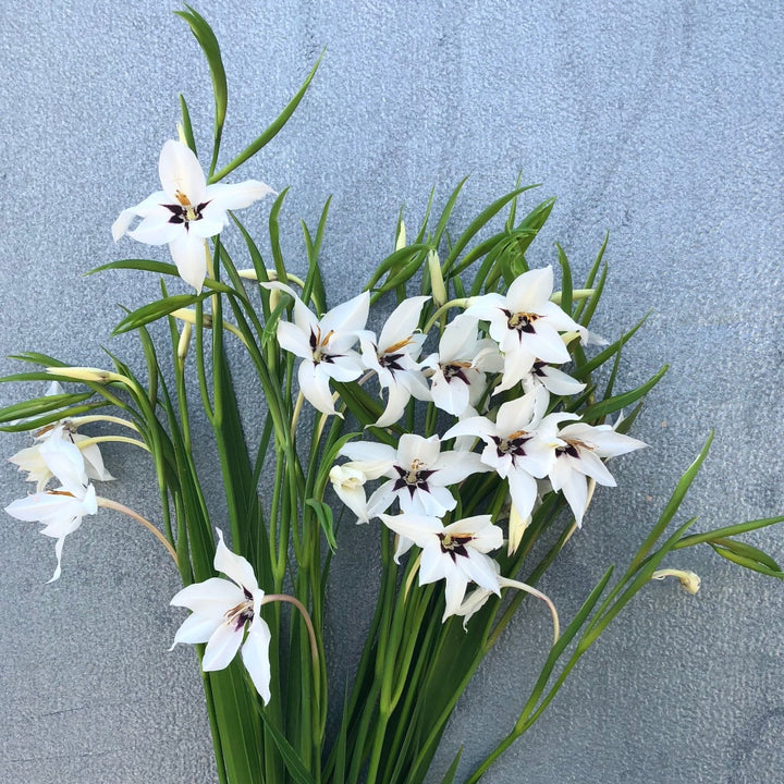 Star Gladiolus flower farm Asheville Murielae Abyssinian