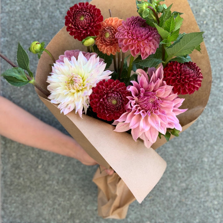 Dahlia Sampler Bundle