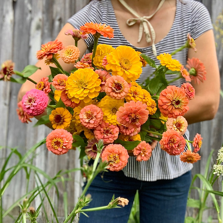Zinnia Bundle