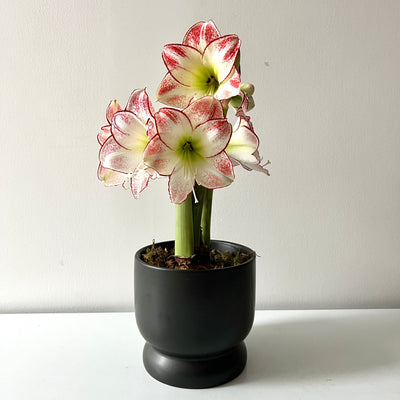Blooming Amaryllis Picasso