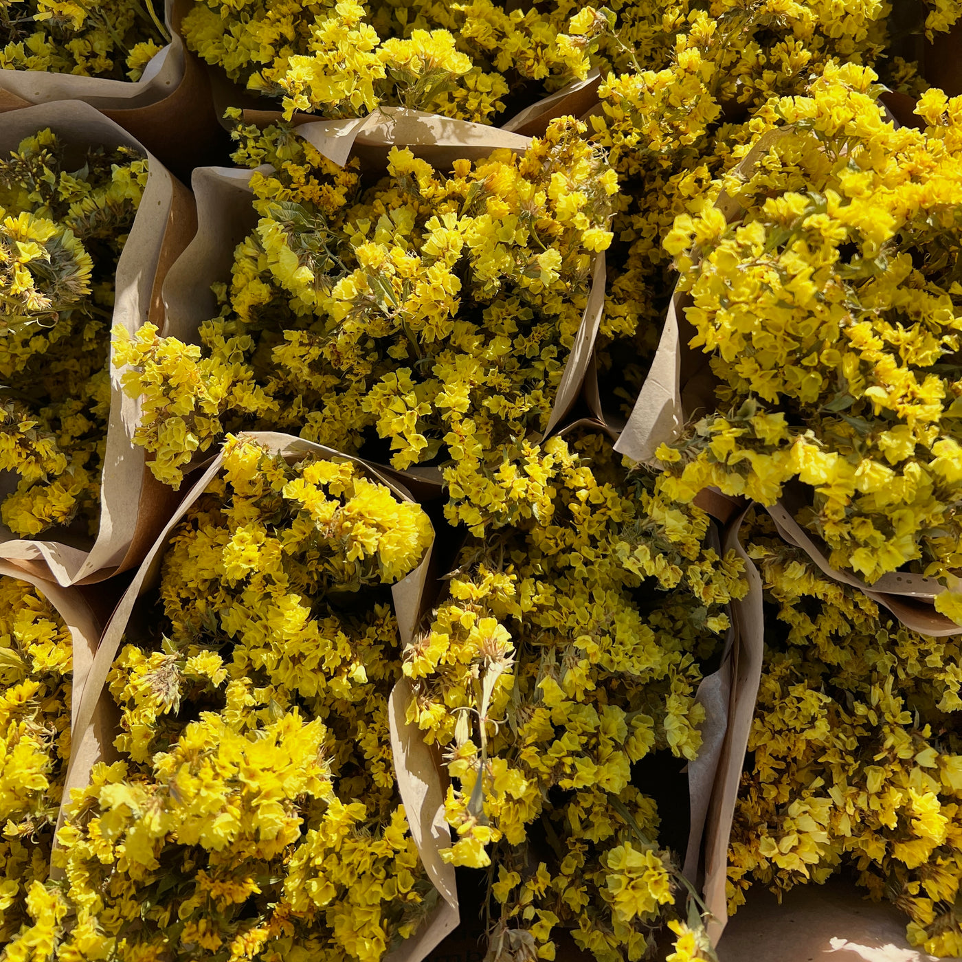 Dried Statice Bunch, Yellow