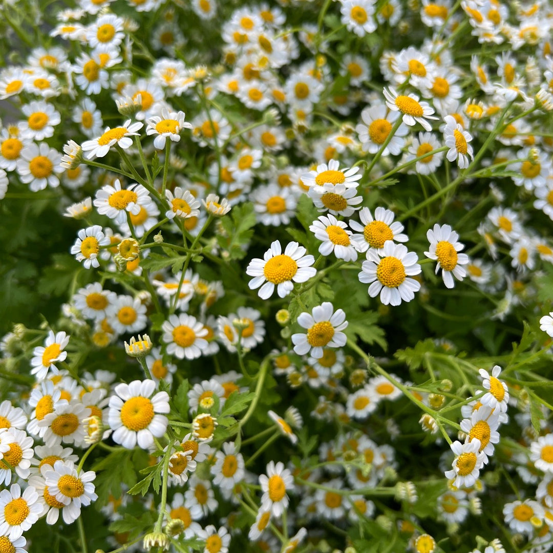 Feverfew daisy Carolina Flowers Asheville