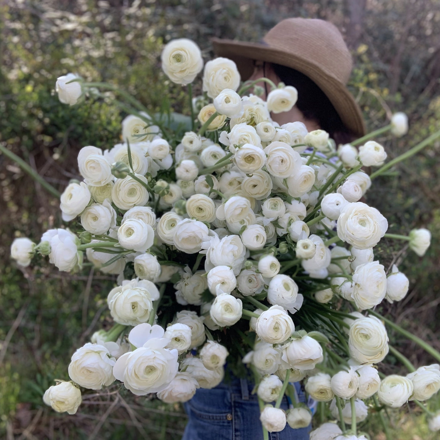 Ranunculus White, 10 Corms