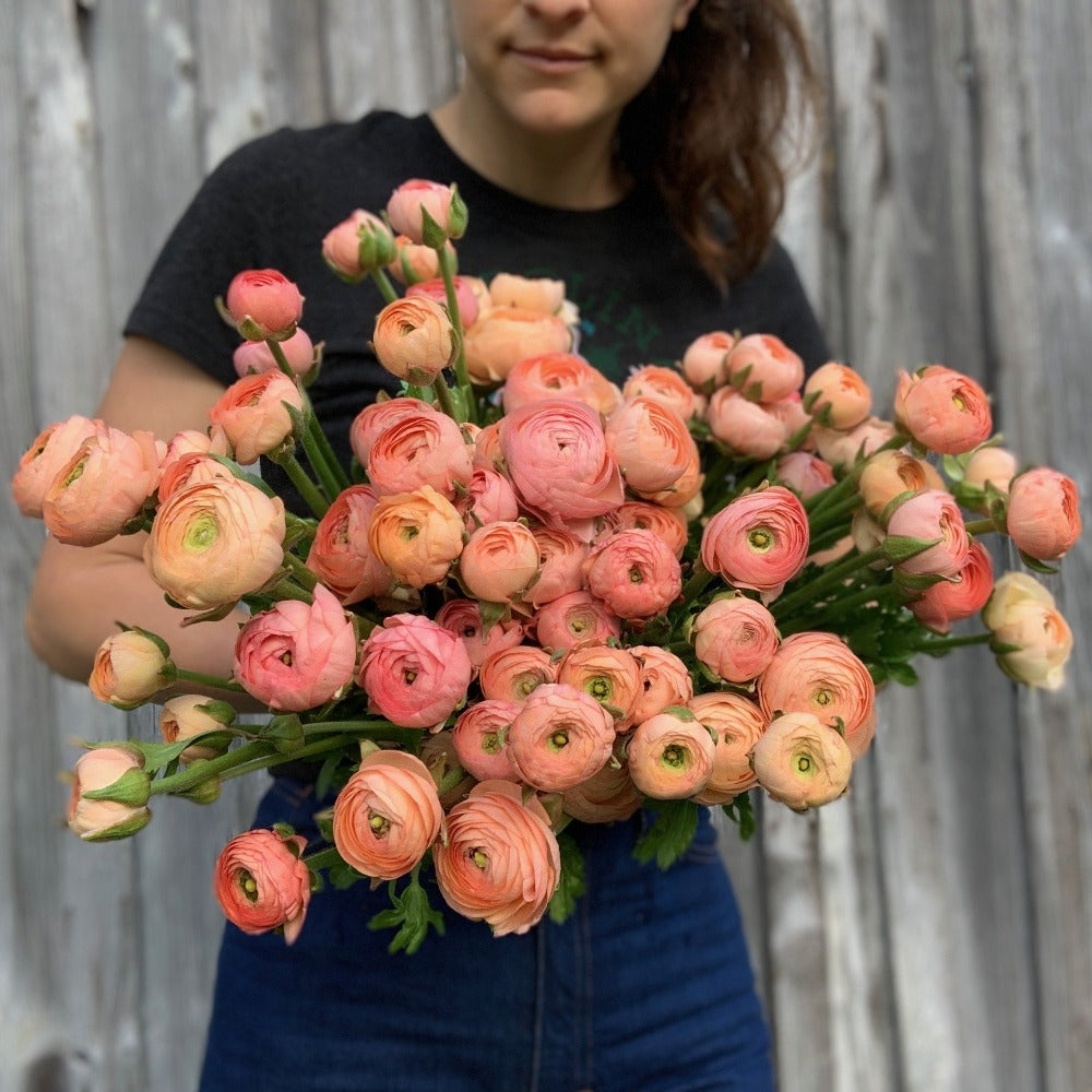 Ranunculus Salmon, 10 Corms