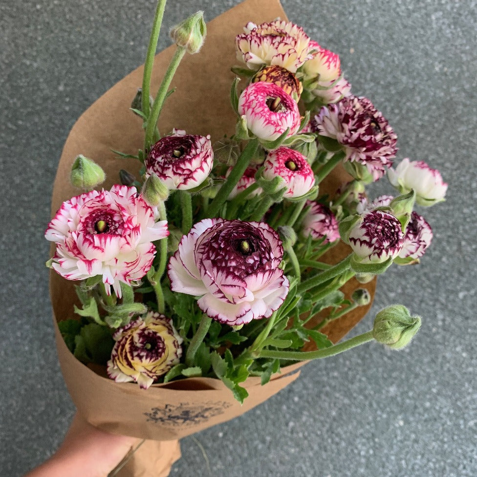 Bulb Sale Ranunculus Asheville Flowers