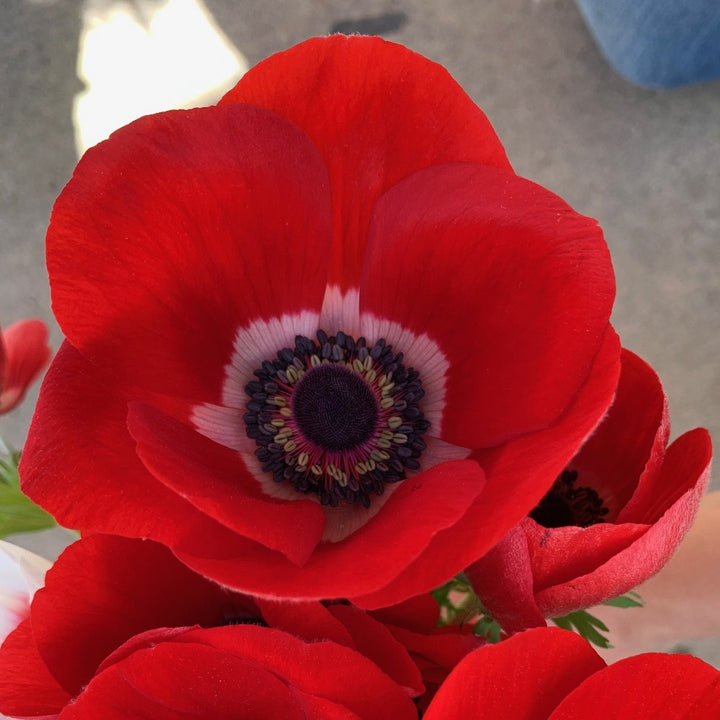 Anemone Bulb Sale