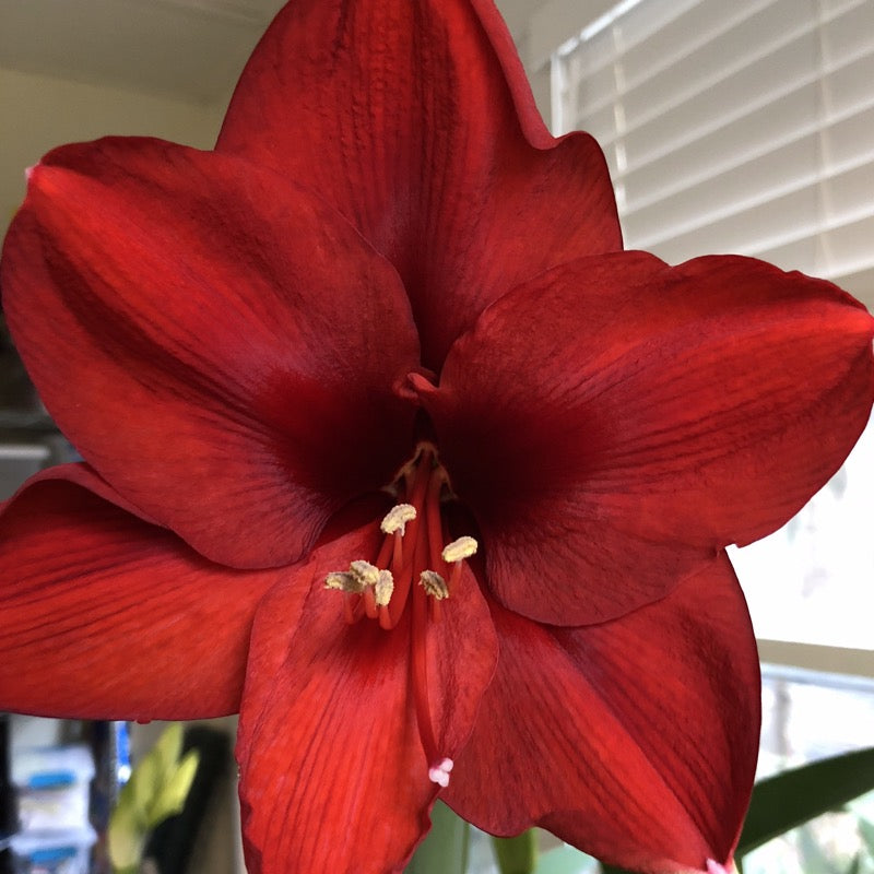 Potted Amaryllis, Olaf