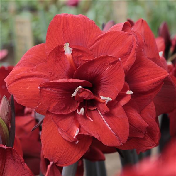 Double Amaryllis Red King Bulb, Extra Large