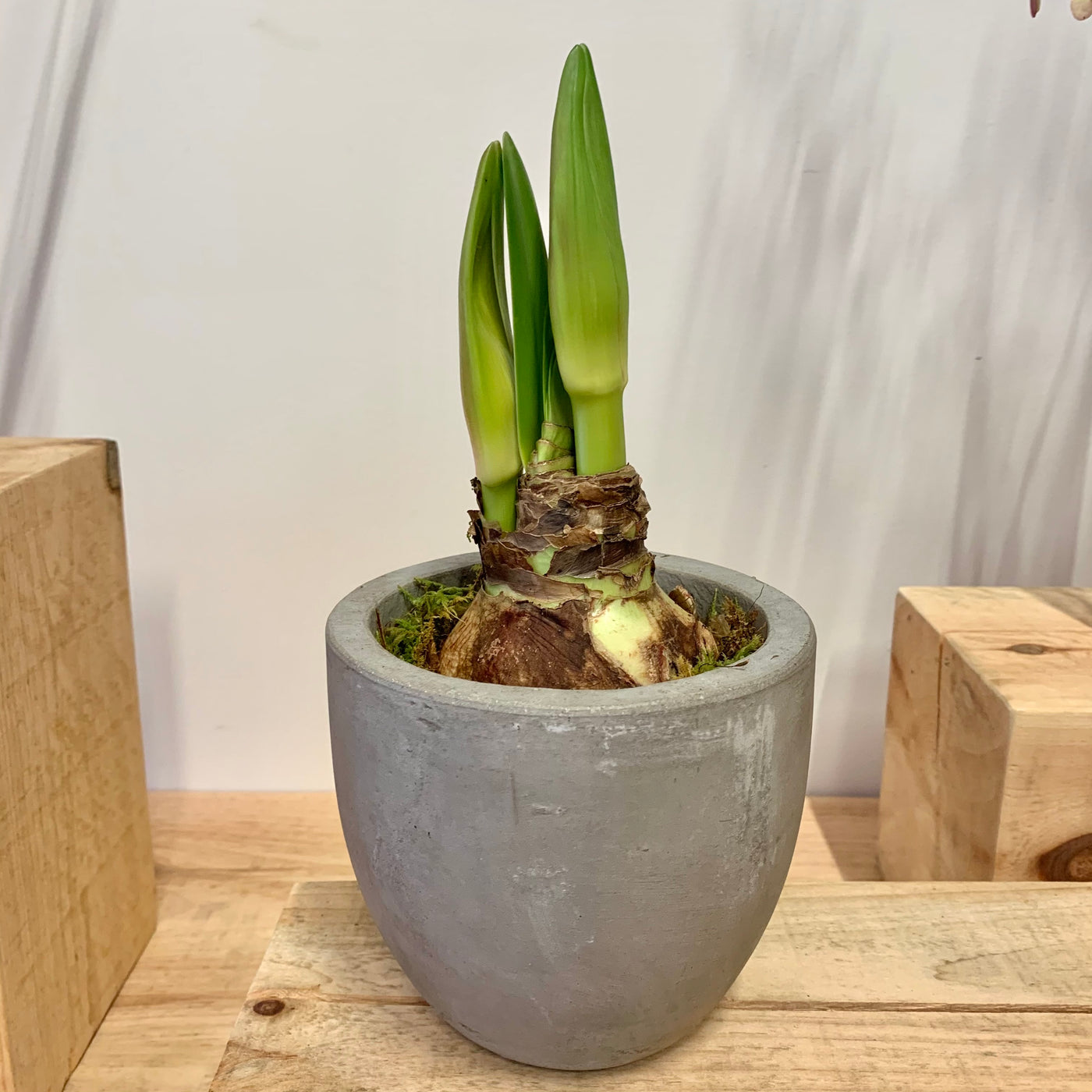 Potted Amaryllis, Olaf