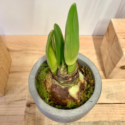 Potted Amaryllis, Olaf