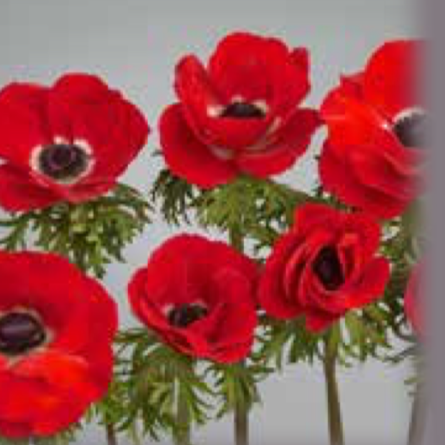 Anemone Galilee Red Bulbs