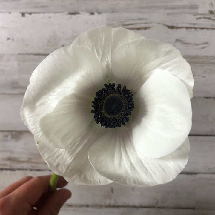 Anemone Black & White Panda Bulbs