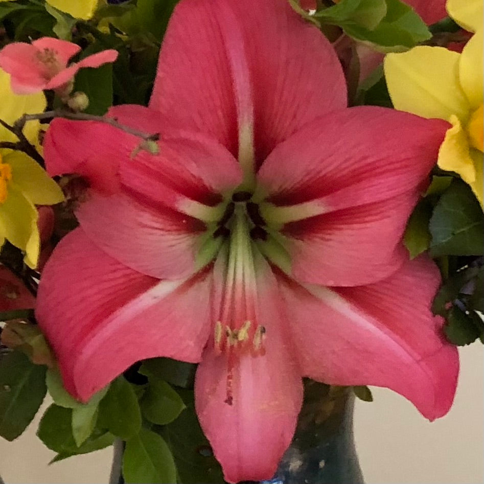 Amaryllis Hot Pink Bolero Bulb, Extra Large