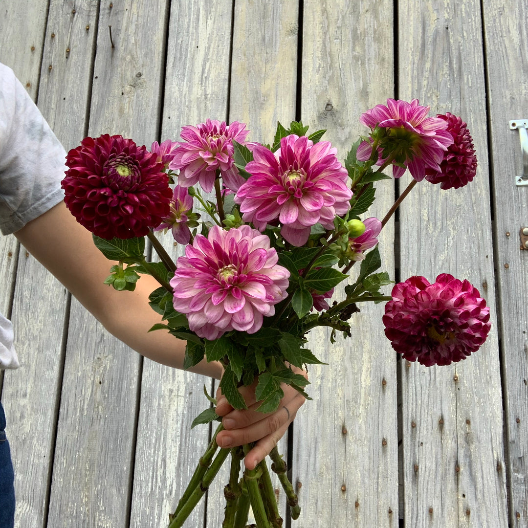 Dahlia Sampler Bundle