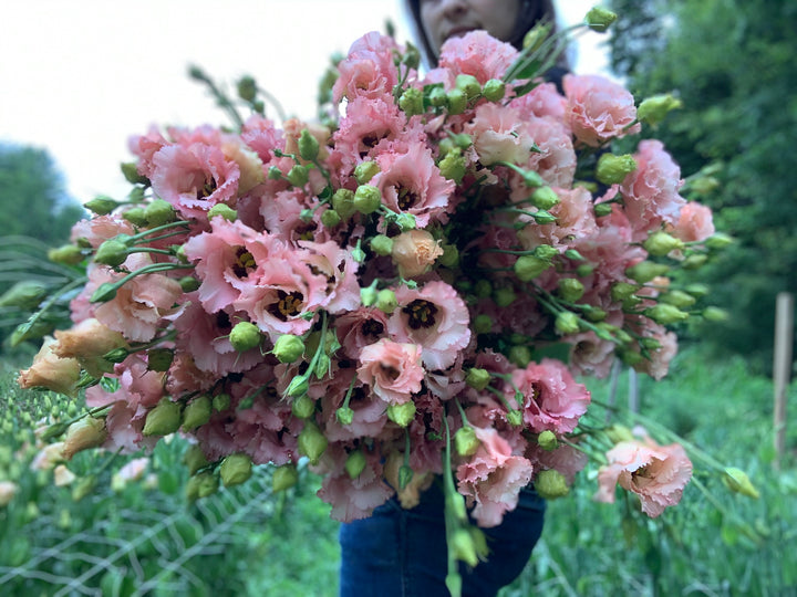 Lisianthus Pink Mix