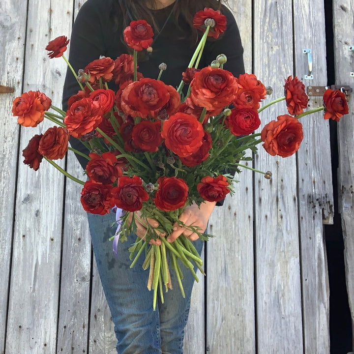 Chocolate Ranunculus Carolina Flowers Asheville