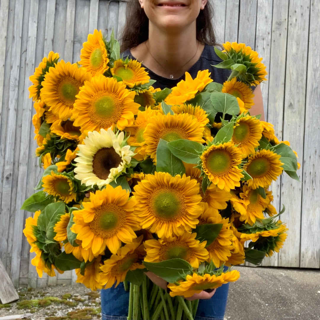 Sunflower Bundle