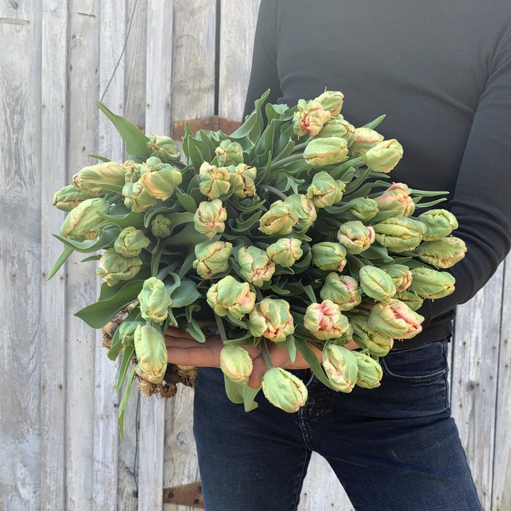 Asheville Flower Farm Tulips