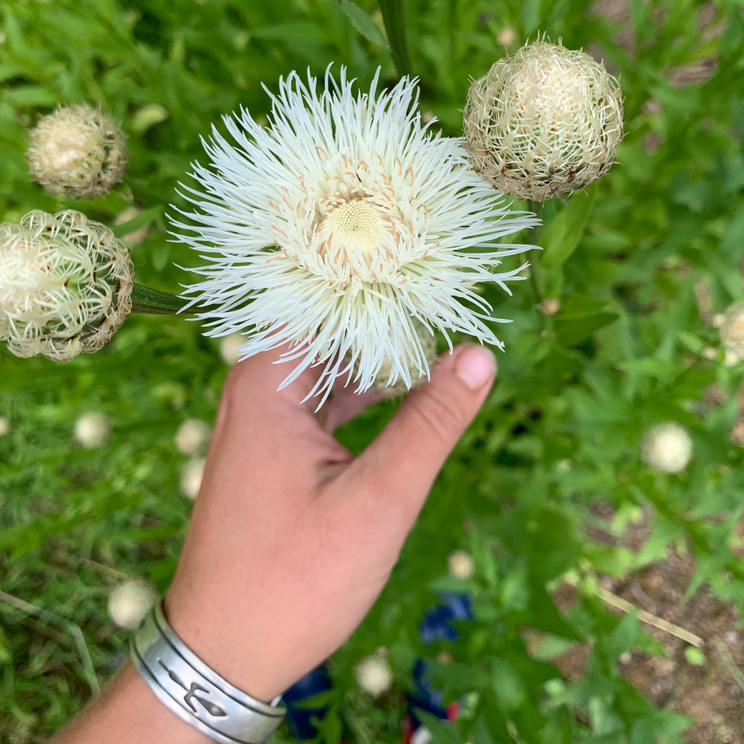 Basketflower by the Bunch