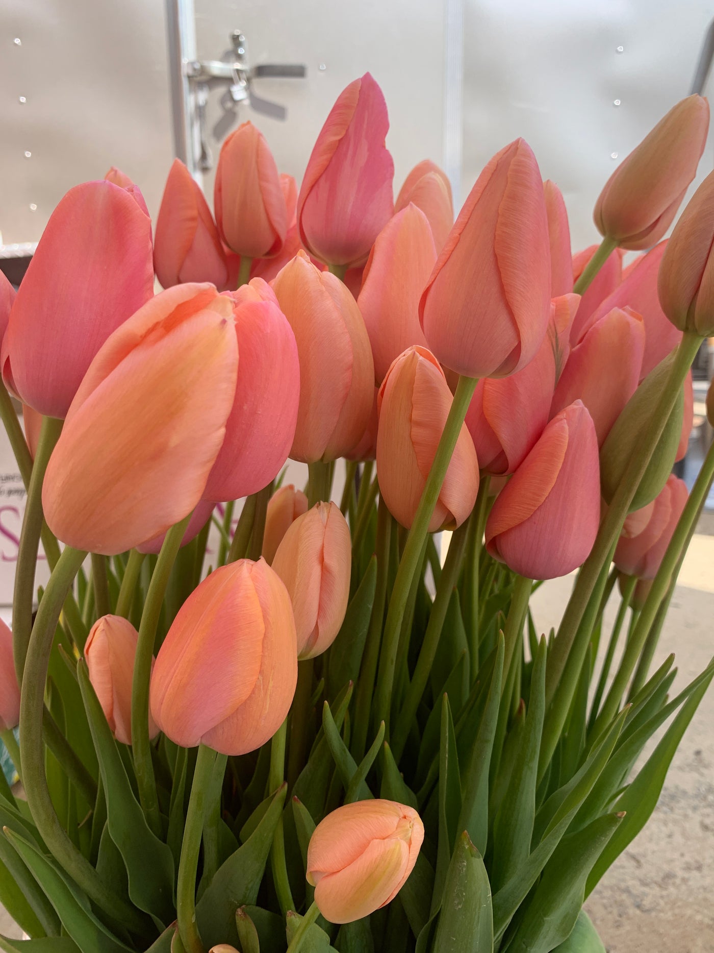 Menton Peach Tulips