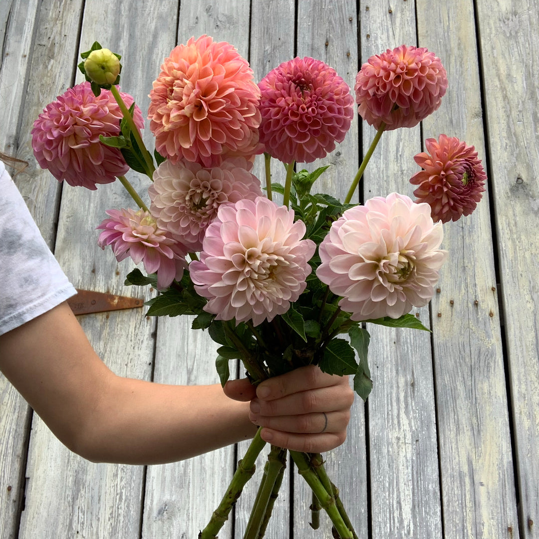 Dahlia Sampler Bundle