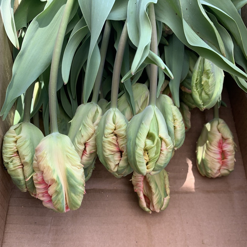 Asheville Tulips Flowers