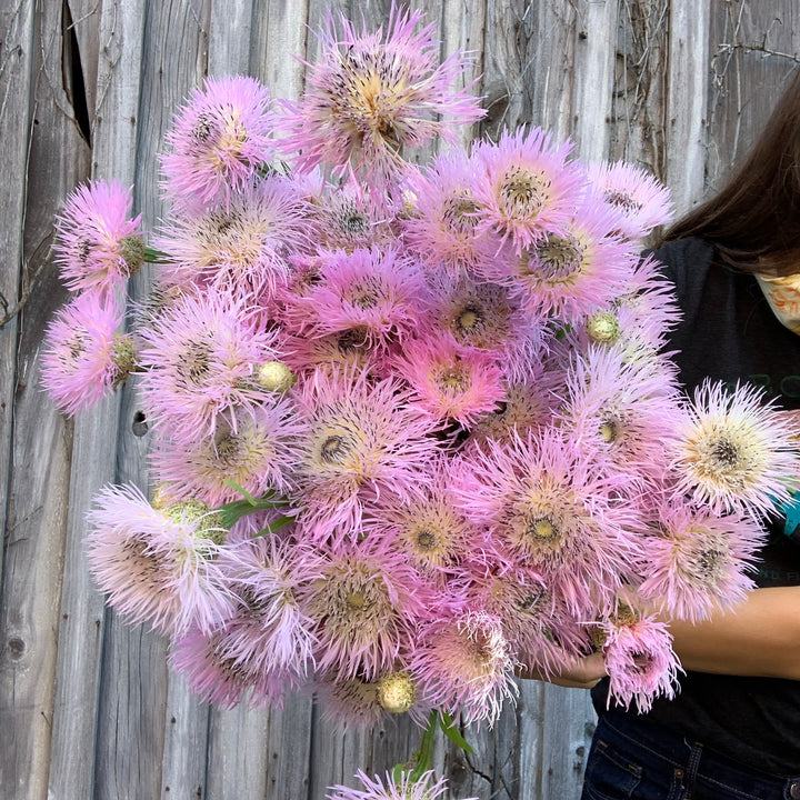 Basketflower by the Bunch