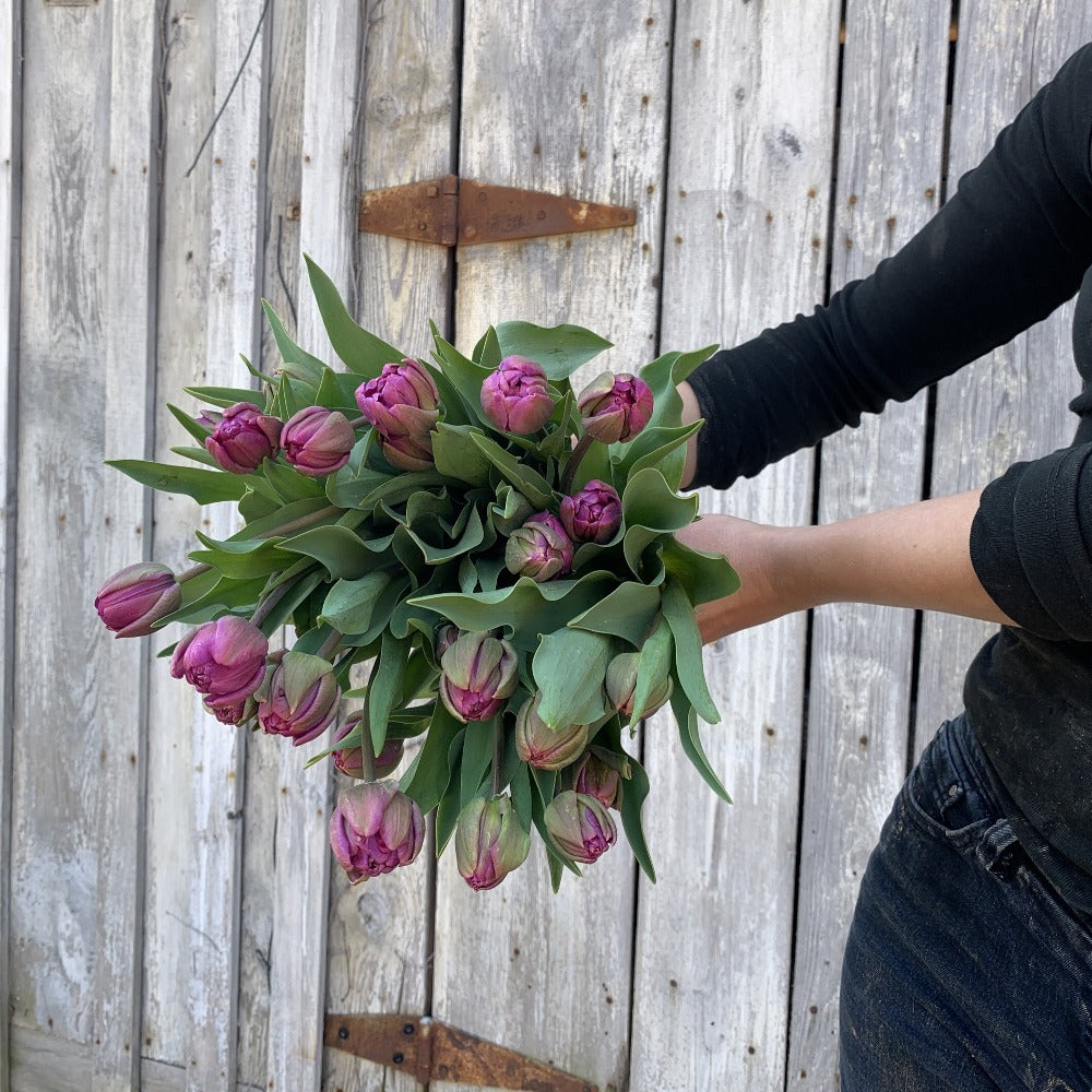 Asheville Tulips Farm Grown