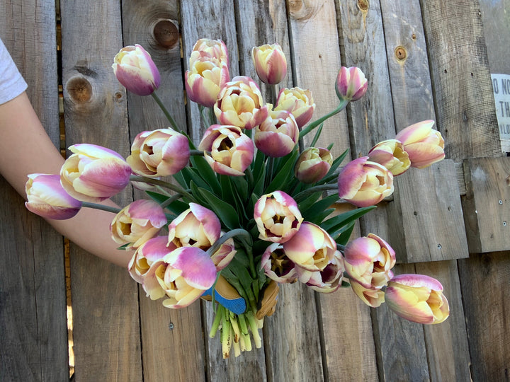 Atlantis Tulips