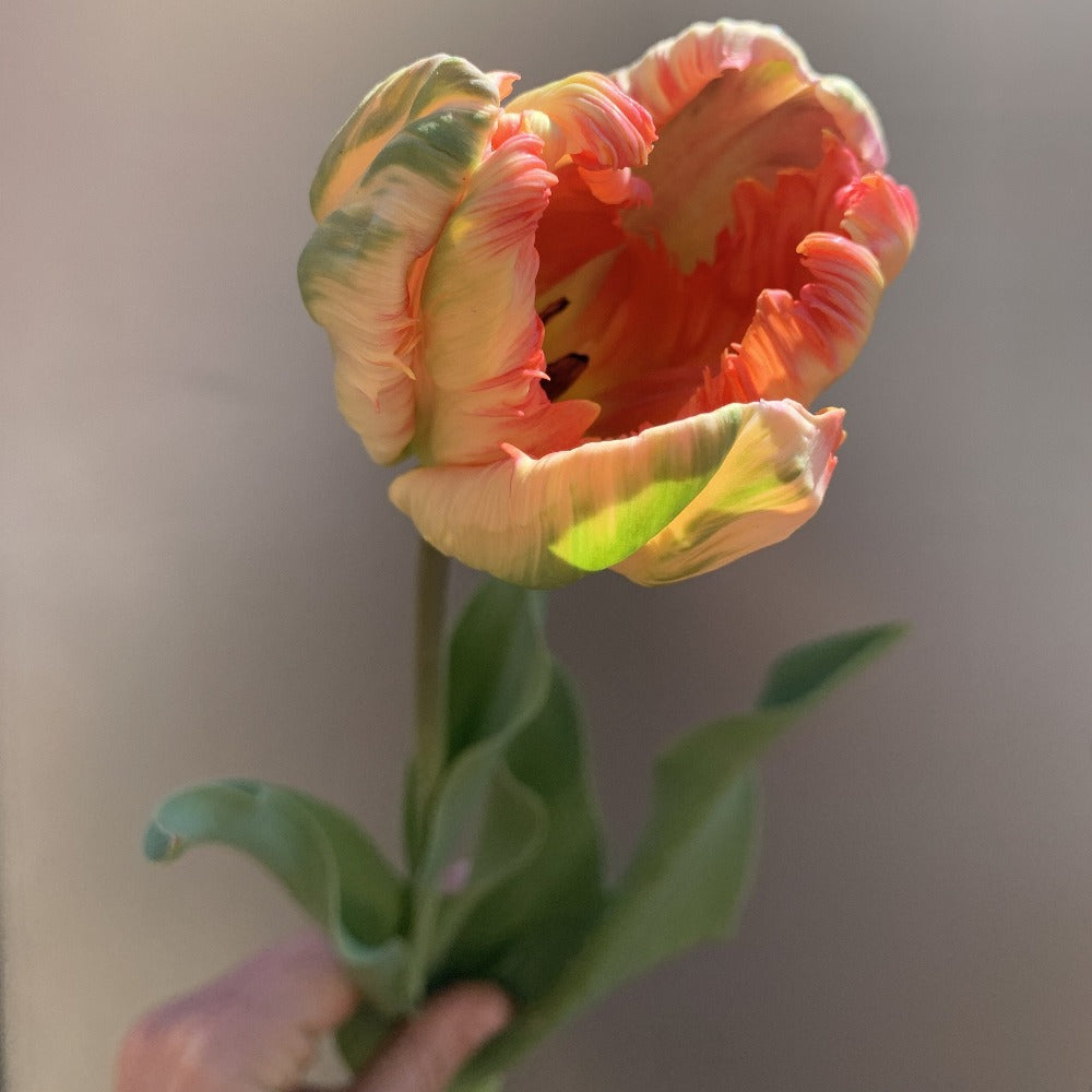 Apricot Parrot Tulips