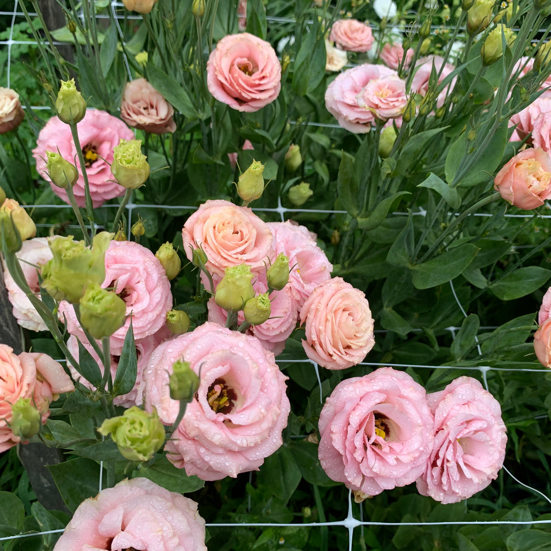 Lisianthus Pink Mix