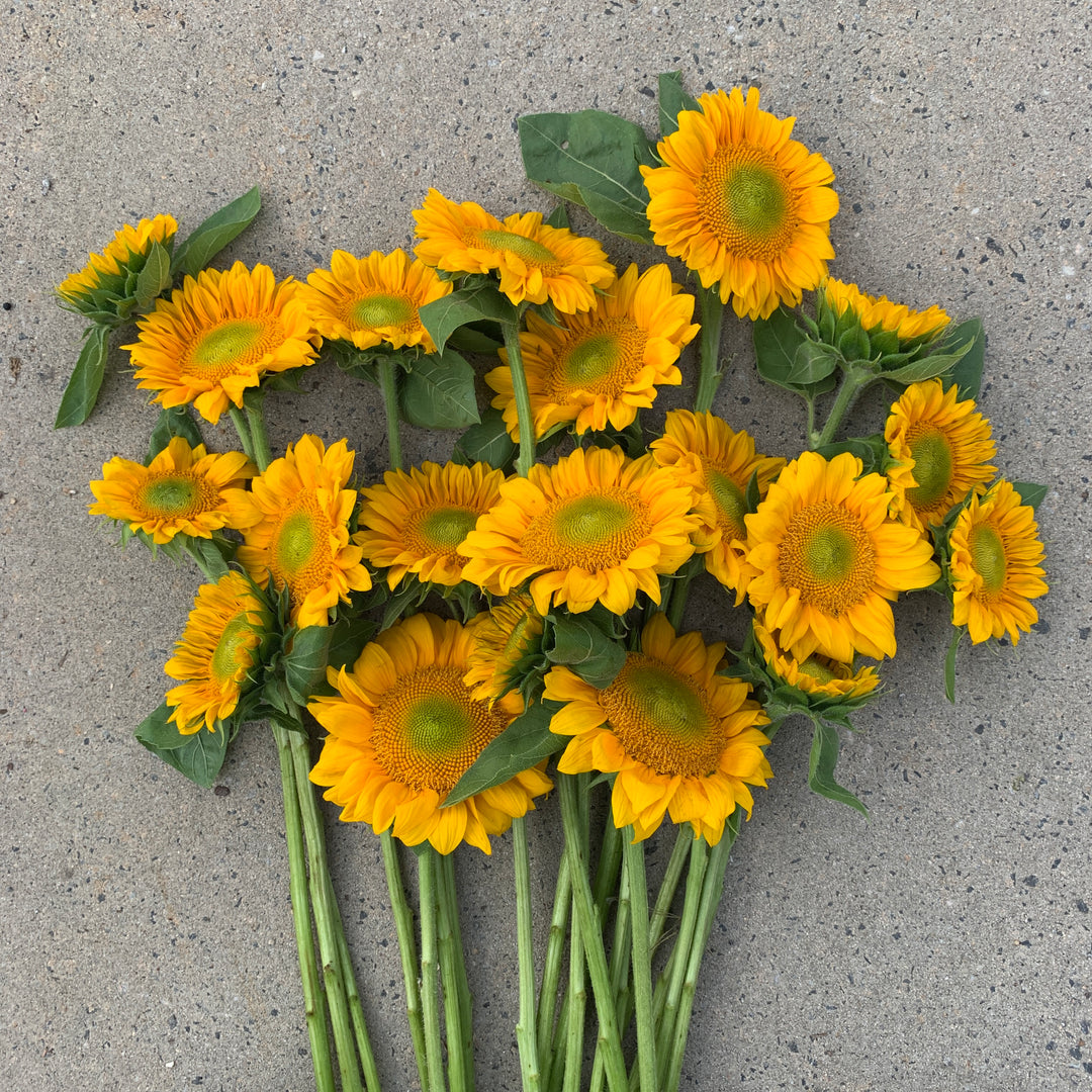 Sunflower Bundle