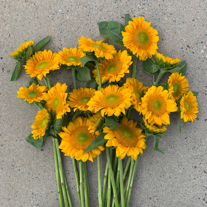 Sunflower Bundle
