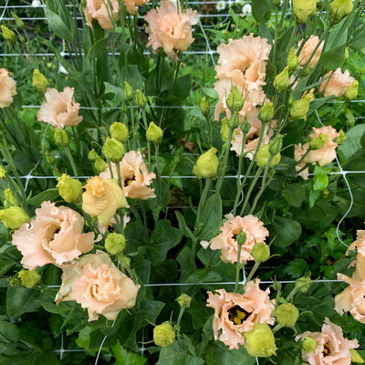 Lisianthus Pink Mix