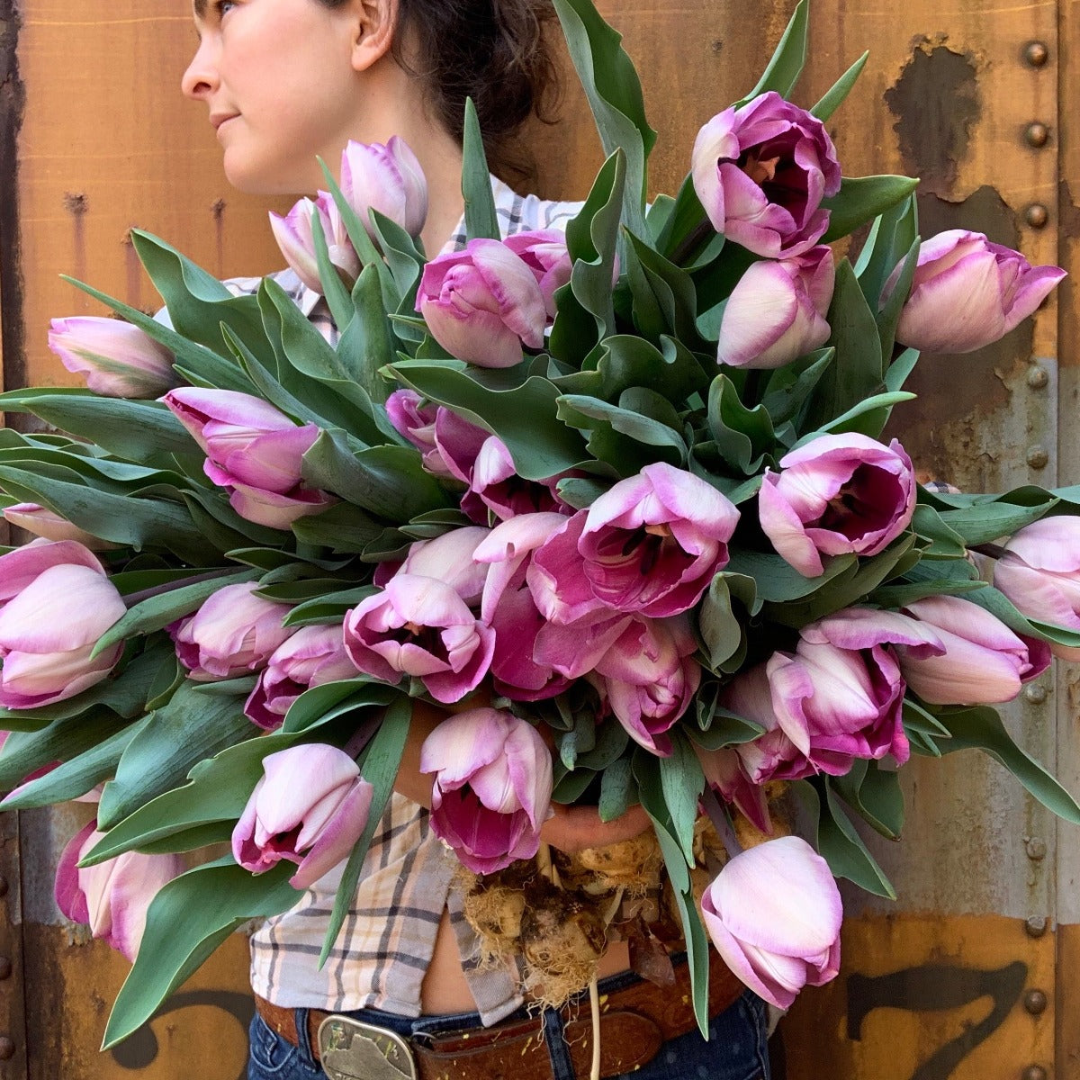 Lavender Hydroponic Tulips