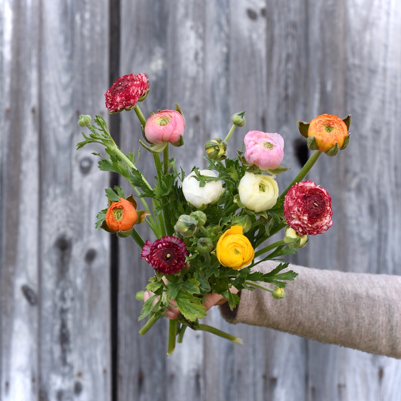 Ranunculus, Mixed Bunch, 12 Stems -- Available Through May 5