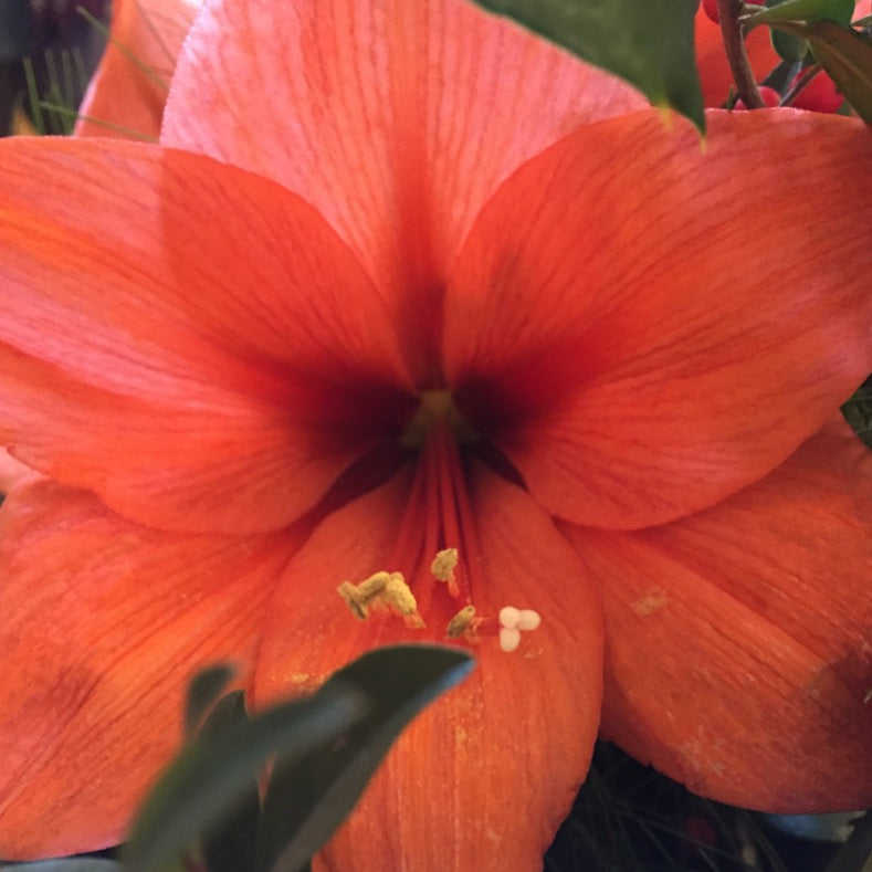 Amaryllis Bulb: Orange Sovereign