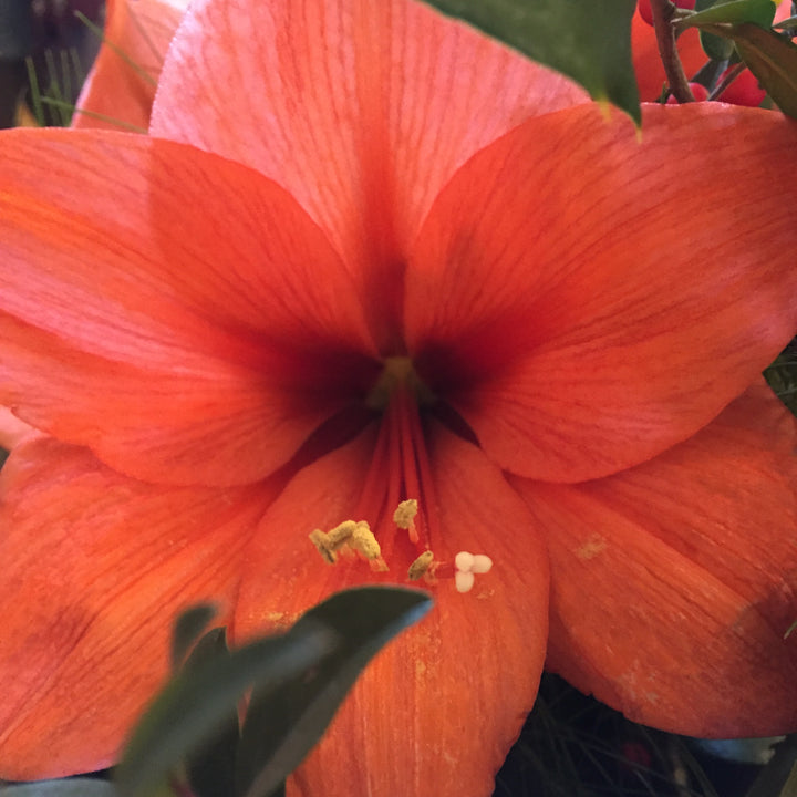 Potted Amaryllis: Orange Sovereign