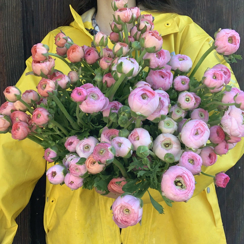 Ranunculus Subscription, April and May 2023
