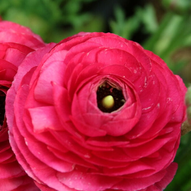 Ranunculus Hot Pink, 10 Corms
